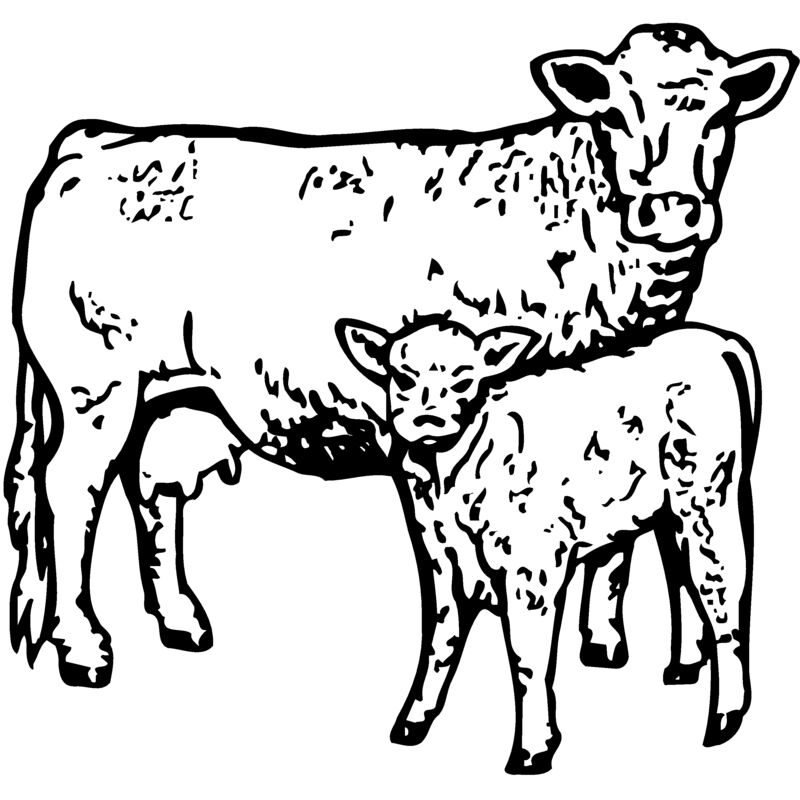 COW030 Thumbnail