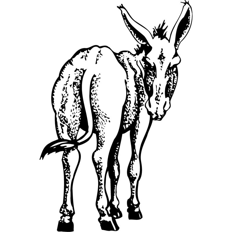 BURRO003 Thumbnail