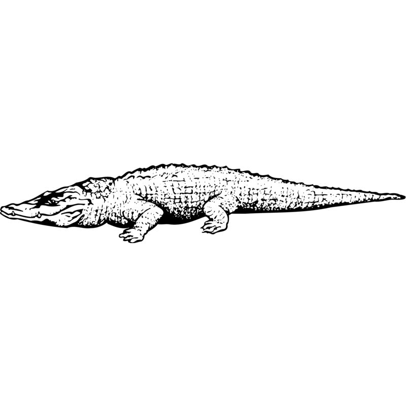 CROC03 Thumbnail