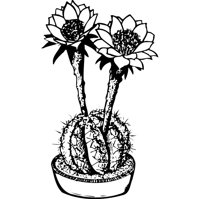 CACTUS03 Thumbnail